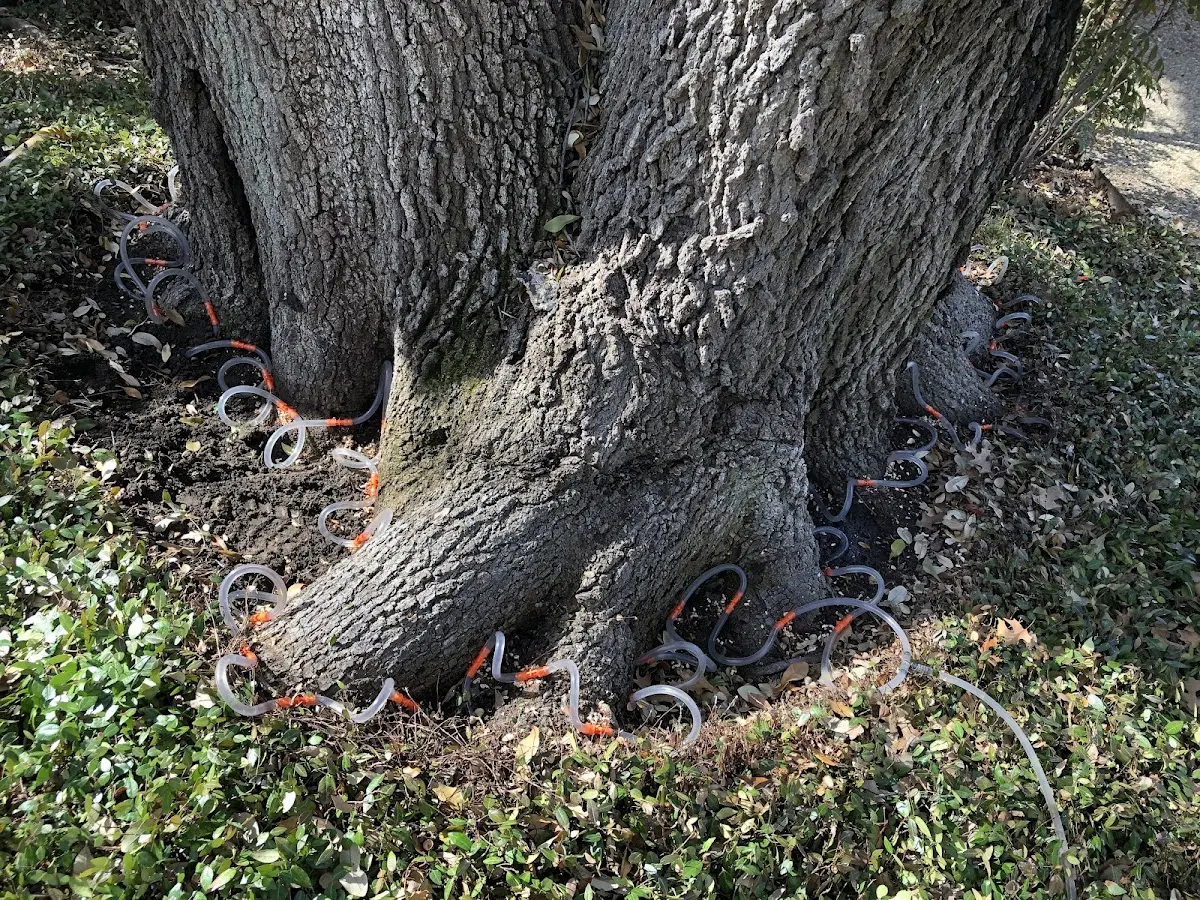 Detailed Shrub and Hedge Trimming job site in Pearland