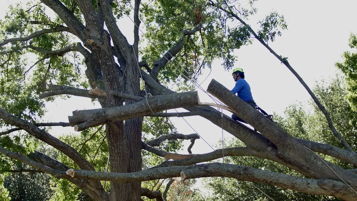 Professional Hazardous Tree Removal performed by certified arborists in Pearland
