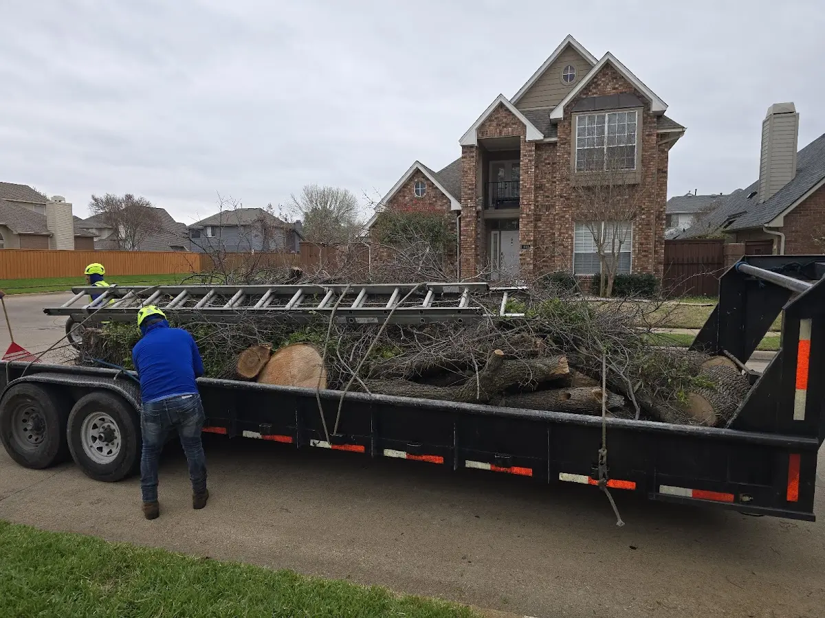 Expert Tree Fertilization with proper safety equipment in Pearland